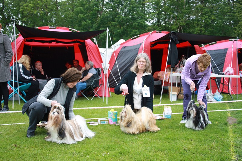Shih Tzu danmark